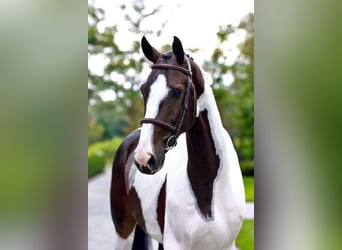 Weitere Warmblüter, Wallach, 9 Jahre, 168 cm, Tobiano-alle-Farben