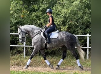 Weitere Warmblüter, Wallach, 9 Jahre, 169 cm, Apfelschimmel