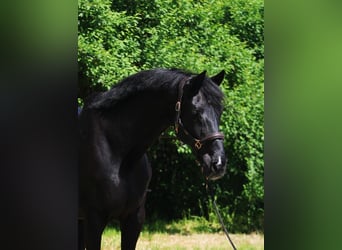 Weitere Warmblüter, Wallach, 9 Jahre, 169 cm, Rappe
