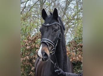 Weitere Warmblüter, Wallach, 9 Jahre, 170 cm, Brauner