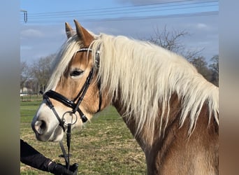 Weitere Warmblüter, Wallach, 9 Jahre, 170 cm, Brauner