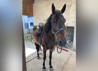 Weitere Warmblüter, Wallach, 9 Jahre, 172 cm, Dunkelbrauner