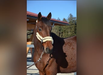 Weitere Warmblüter Mix, Wallach, 9 Jahre, 173 cm, Brauner