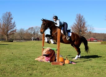 Weitere Warmblüter, Wallach, 9 Jahre, 173 cm, Rotbrauner