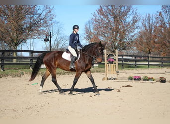 Weitere Warmblüter, Wallach, 9 Jahre, 173 cm, Rotbrauner