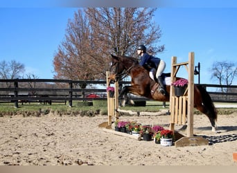 Weitere Warmblüter, Wallach, 9 Jahre, 173 cm, Rotbrauner