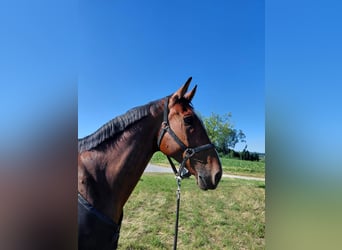 Weitere Warmblüter, Wallach, 9 Jahre, 174 cm, Brauner