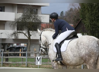 Weitere Warmblüter, Wallach, 9 Jahre, 175 cm, Apfelschimmel