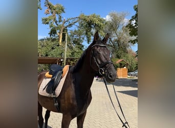 Weitere Warmblüter, Wallach, 9 Jahre, 175 cm, Rappe