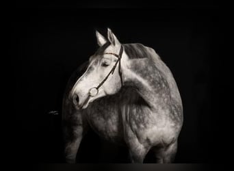 Weitere Warmblüter, Wallach, 9 Jahre, 178 cm, Schimmel