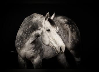 Weitere Warmblüter, Wallach, 9 Jahre, 178 cm, Schimmel