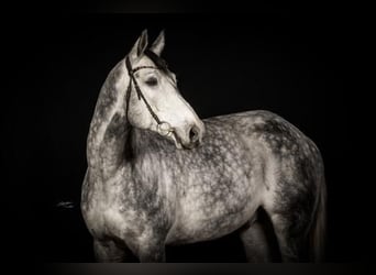 Weitere Warmblüter, Wallach, 9 Jahre, 178 cm, Schimmel