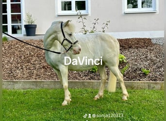 Welsh A (Mountain Pony), Gelding, 10 years, 11.1 hh, Gray