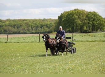 Welsh A (Mountain Pony), Gelding, 10 years, 11 hh, Black