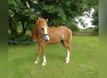 Welsh A (Mountain Pony), Gelding, 10 years, 12 hh, Chestnut-Red
