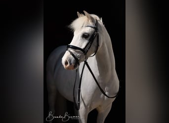 Welsh A (Mountain Pony) Mix, Gelding, 11 years, 11.1 hh, Gray
