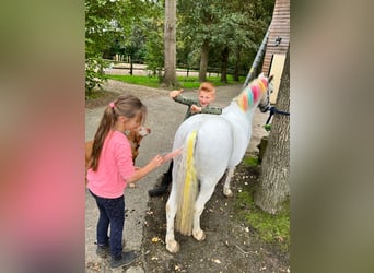 Welsh A (Mountain Pony) Mix, Gelding, 11 years, 11.1 hh, Gray