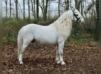 Welsh A (Mountain Pony), Gelding, 11 years, 11,2 hh, Gray