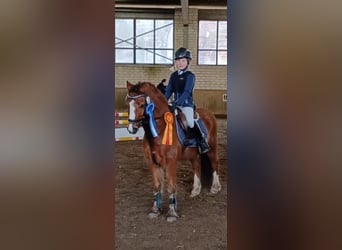 Welsh A (Mountain Pony), Gelding, 11 years, 12 hh, Brown