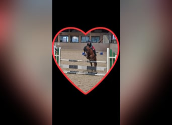 Welsh A (Mountain Pony), Gelding, 11 years, 12 hh, Brown