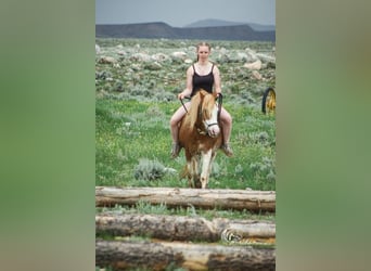 Welsh A (Mountain Pony) Mix, Gelding, 11 years, 12 hh, Roan-Red