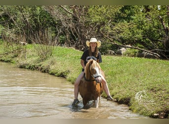 Welsh A (Mountain Pony) Mix, Gelding, 11 years, 12 hh, Roan-Red