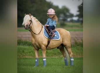 Welsh A (Mountain Pony), Gelding, 11 years, Palomino