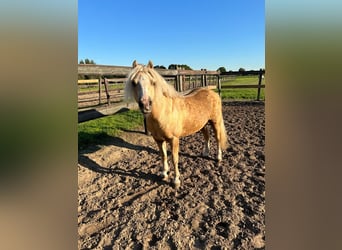 Welsh A (Mountain Pony), Gelding, 11 years, Palomino