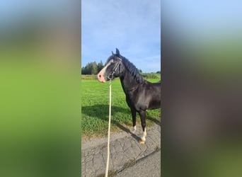 Welsh A (Mountain Pony), Gelding, 12 years, 11.1 hh, Black