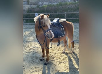 Welsh A (Mountain Pony), Gelding, 12 years, 11.2 hh, Chestnut-Red