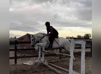 Welsh A (Mountain Pony), Gelding, 12 years, 13 hh, Gray