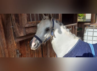 Welsh A (Mountain Pony), Gelding, 13 years, 11.2 hh, Gray