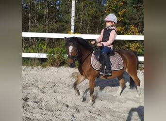 Welsh A (Mountain Pony), Gelding, 13 years, 12.1 hh, Bay-Dark