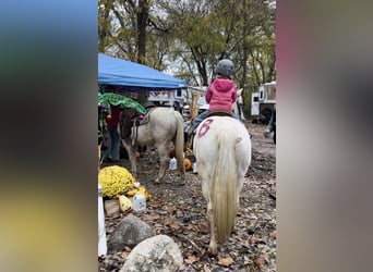 Welsh A (Mountain Pony), Gelding, 13 years, 13 hh, Gray