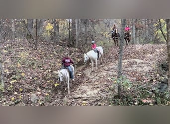 Welsh A (Mountain Pony), Gelding, 13 years, 13 hh, Gray