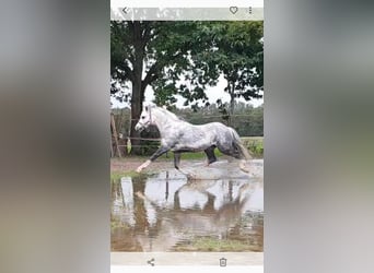 Welsh A (Mountain Pony), Gelding, 14 years, 11.1 hh, Gray-Dapple
