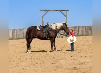 Welsh-A, Wallach, 14 Jahre, 12 hh