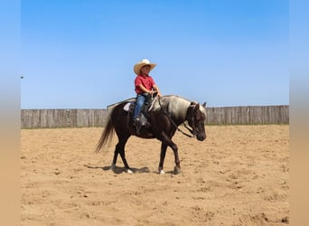 Welsh A (Mountain Pony), Gelding, 14 years, 12 hh