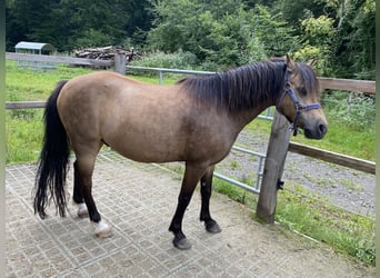 Welsh A (Mountain Pony), Gelding, 15 years, 12 hh, Dun