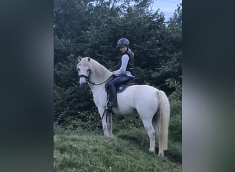 Welsh A (Mountain Pony), Gelding, 15 years, 12 hh, Gray