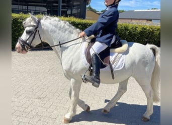 Welsh A (Mountain Pony), Gelding, 15 years, 12 hh, White