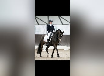 Welsh A (Mountain Pony), Gelding, 16 years, 12.1 hh, Smoky-Black