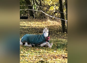 Welsh A (Mountain Pony), Gelding, 16 years, 12 hh, Gray