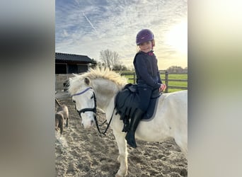 Welsh A (Mountain Pony), Gelding, 18 years, 11,1 hh, Gray