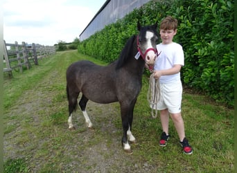 Welsh A (Mountain Pony), Gelding, 1 year, 10.2 hh, Dun