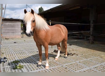 Welsh A (Mountain Pony), Gelding, 20 years, 11,1 hh