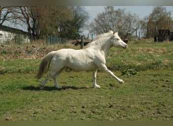 Welsh A (Mountain Pony), Gelding, 21 years, 12.1 hh, Cremello