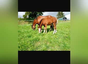 Welsh A (Mountain Pony), Gelding, 2 years, 11.2 hh, Brown