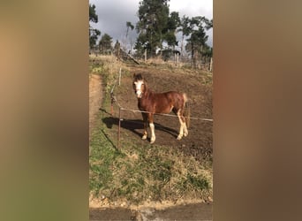 Welsh A (Mountain Pony), Gelding, 2 years, 11.2 hh, Brown