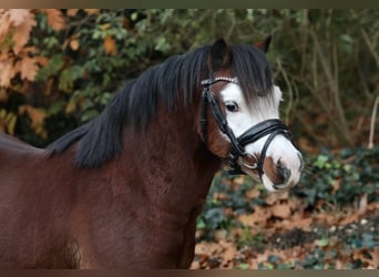 Welsh A (Mountain Pony), Gelding, 2 years, 11,2 hh, Brown